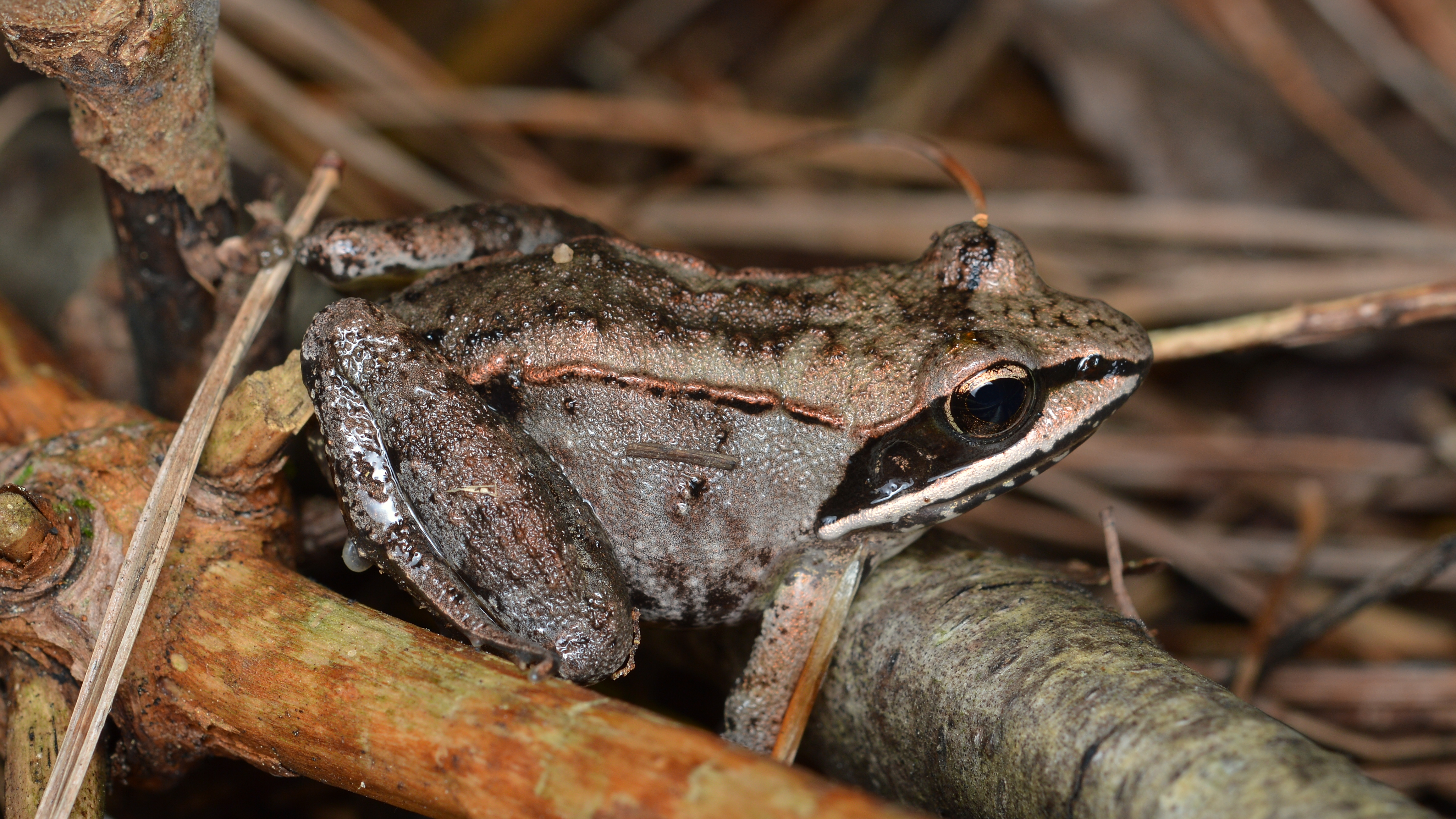 Wood frog